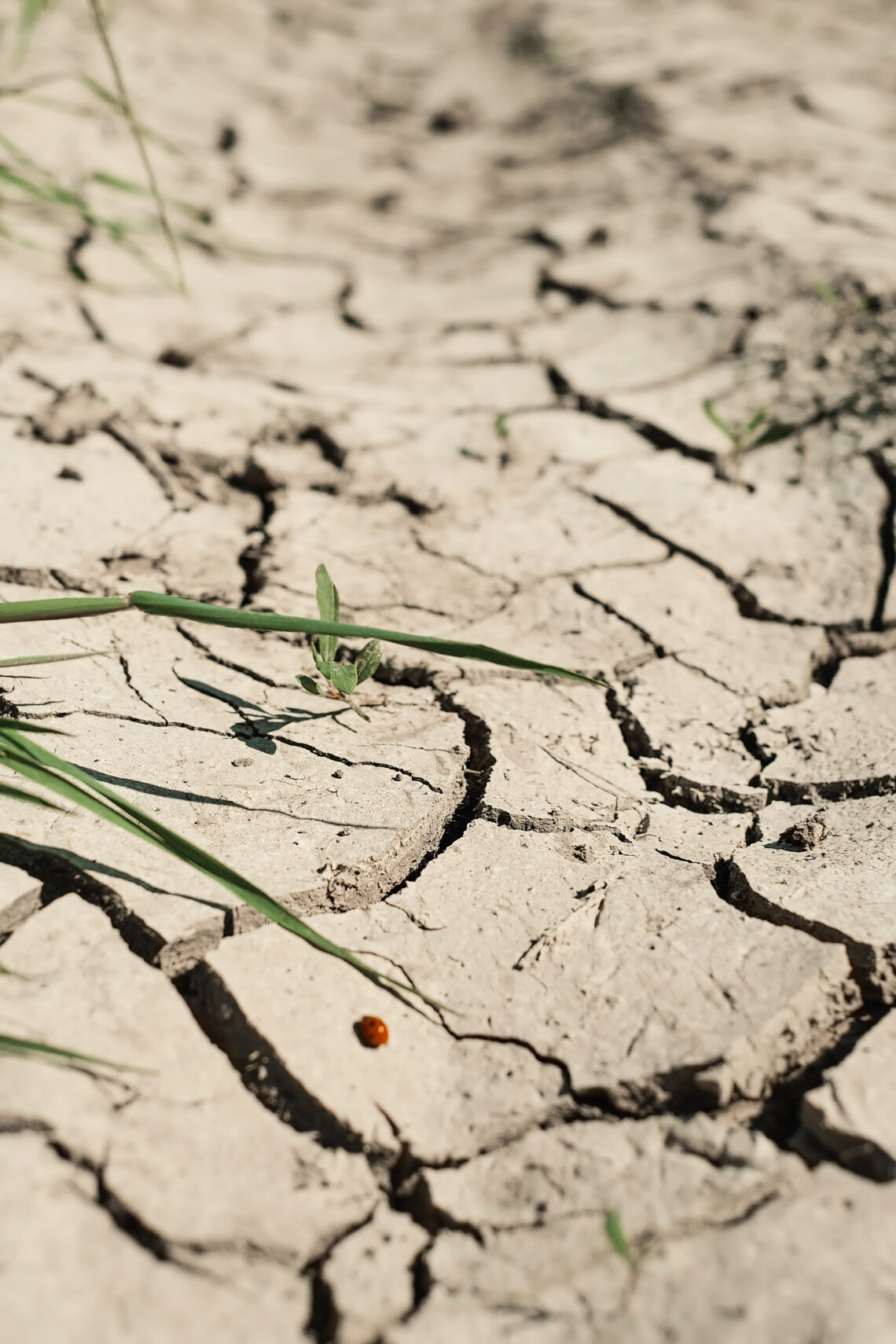 geonjohan beoleus eobsneun ttang e nogsaeg sigmul gamum toyang yeombunhwa jagmul silpaeui gaenyeom sujig peuleim budeuleoun seontaegjeog chojeom saengtaegyeui saengtaewa welbing