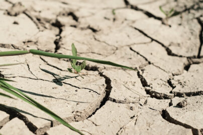 geonjohan beoleus eobsneun ttang e nogsaeg sigmul gamum toyang yeombunhwa jagmul silpaeui gaenyeom sujig peuleim budeuleoun seontaegjeog chojeom saengtaegyeui saengtaewa welbing
