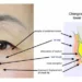 Anatomy of eye bag